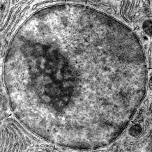 celula-eucariota